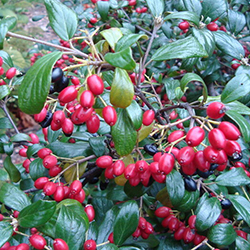 burkwood berries