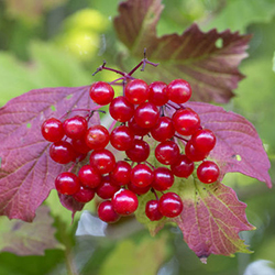 guelderrose berries