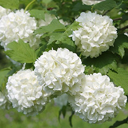 guelder rose flowers