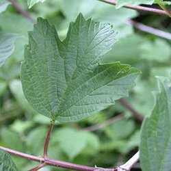 guelder rose leaves