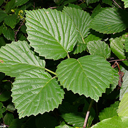 southern arrowwood leaves